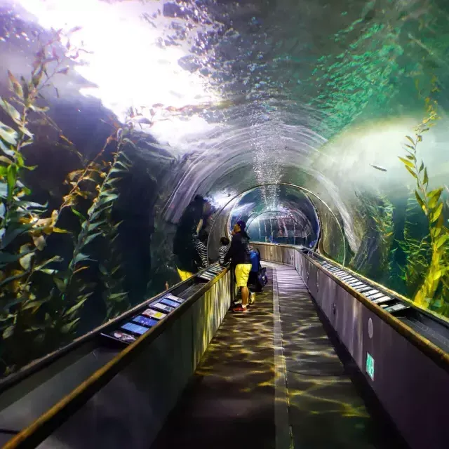 ベイ水族館のトンネル内で海の生き物を観察する家族